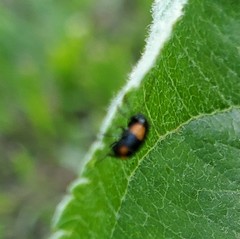 Cryptocephalus quadruplex