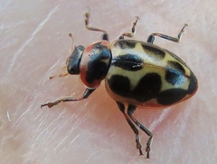 Naemia seriata