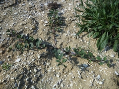 Capparis spinosa herbacea