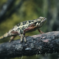 Trioceros sternfeldi