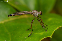 Deromyia nigriventris