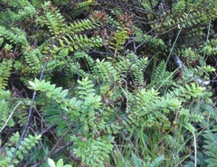 Veronica vernicosa