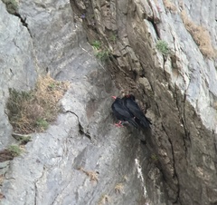 Pyrrhocorax pyrrhocorax pyrrhocorax