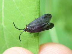 Acoloithus falsarius