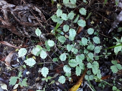 Rubus australis