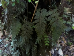 Hymenophyllum frankliniae
