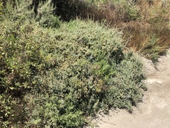 Atriplex amnicola
