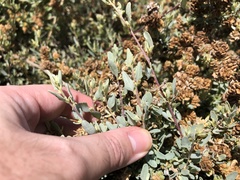 Atriplex amnicola