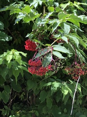 Sambucus sieboldiana