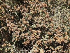 Atriplex amnicola