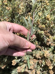 Atriplex amnicola