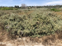 Atriplex amnicola