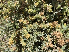 Atriplex amnicola