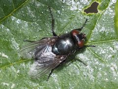 Protophormia terraenovae