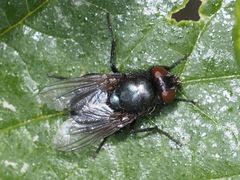 Protophormia terraenovae