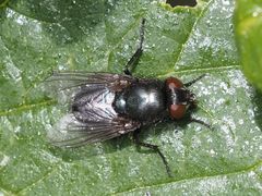 Protophormia terraenovae