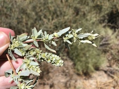 Atriplex amnicola