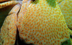 Botrylloides perspicuus