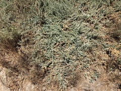 Atriplex amnicola