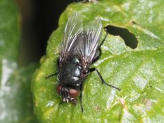 Protophormia terraenovae