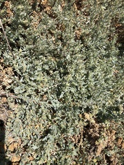 Atriplex amnicola