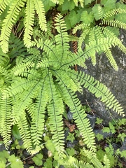 Adiantum aleuticum aleuticum