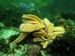 Botrylloides perspicuus