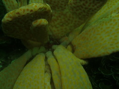 Botrylloides perspicuus