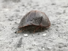 Homoeogamia mexicana