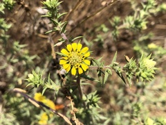 Centromadia parryi australis