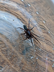 Araneae