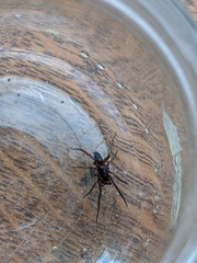Araneae