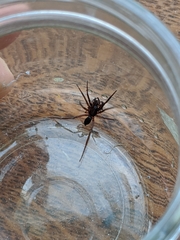 Araneae