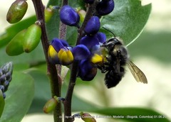 Megachile amparo