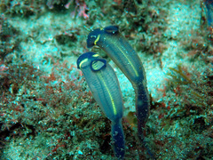 Clavelina meridionalis