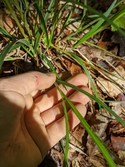 Carex virescens