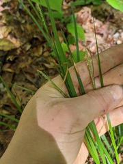 Carex virescens