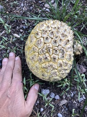 Calvatia sculpta