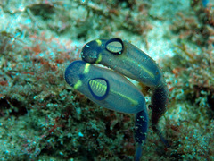 Clavelina meridionalis