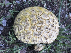 Calvatia sculpta