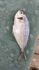 Peprilus triacanthus