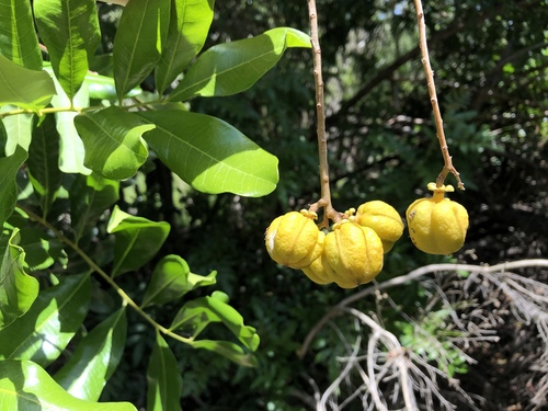 Cupaniopsis anacardioides
