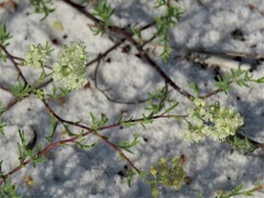 Polygonum dentoceras