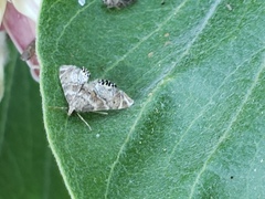 Petrophila confusalis