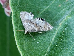 Petrophila confusalis