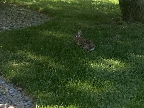 photo of Eastern Cottontail (Sylvilagus floridanus)