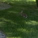 photo of Eastern Cottontail (Sylvilagus floridanus)