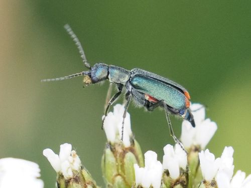 Cordylepherus viridis nuotrauka