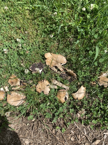 photo of Fairy Ring Marasmius (Marasmius oreades)