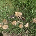 photo of Fairy Ring Marasmius (Marasmius oreades)